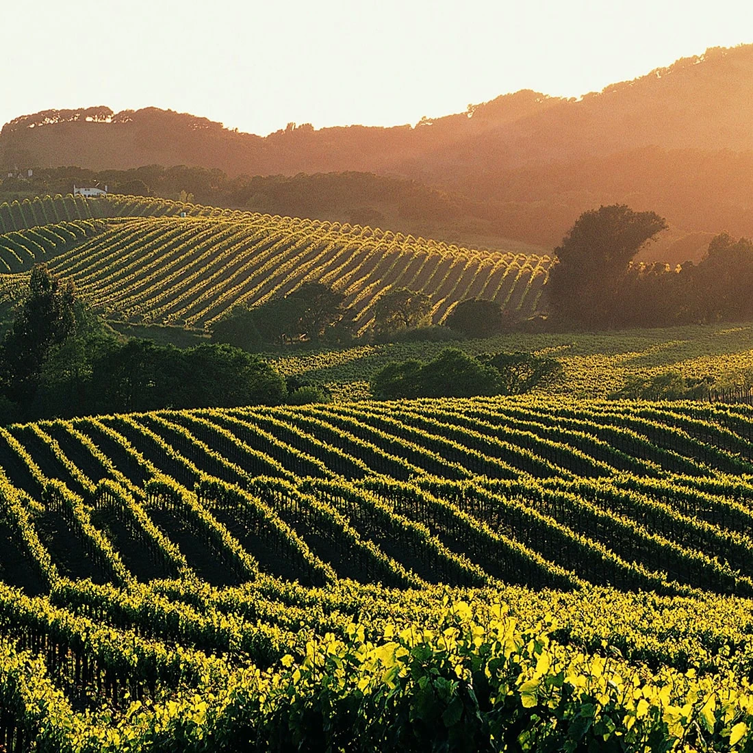 The Distinctive and Diverse Varieties of McLaren Vale